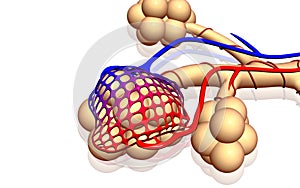 Alveoli