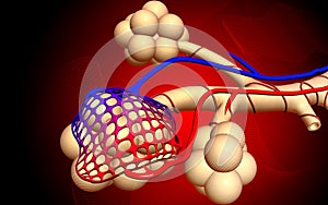 Alveoli