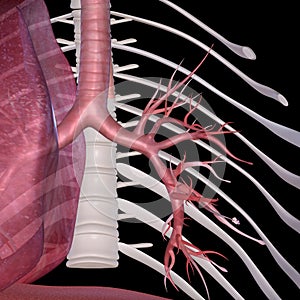 Alveoli