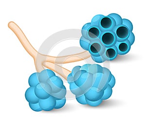 Alveoli