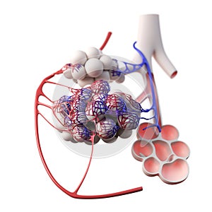 the alveoli