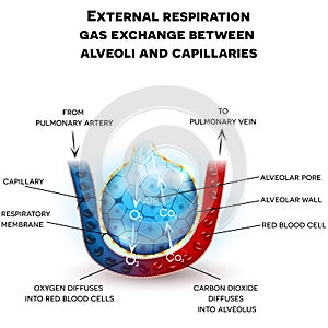 Alveoli anatomy, respiration