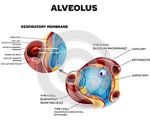 Alveoli anatomy, respiration photo