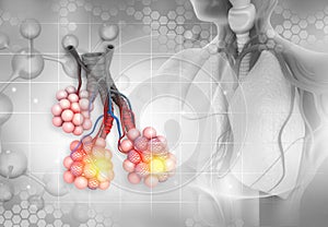 Alveoli anatomy. tiny air spaces in the lungs through which exchanges oxygen and carbon dioxide