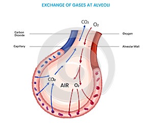 Alveoli exchange oxygen and carbon dioxide in lungs