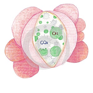 Alveoli group showing healthy alveoli.