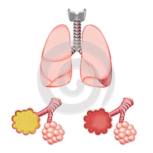 Alveoli In And Lungs