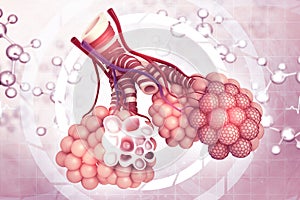 Alveoli in lungs