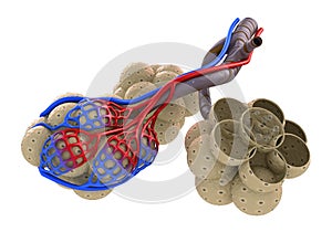 Alveoli in lungs - blood saturating by oxygen