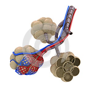 Alveoli in lungs - blood saturating by oxygen