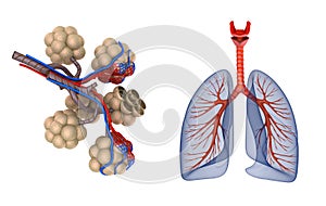 Alveoli in lungs - blood saturating by oxygen