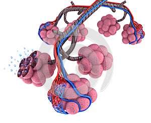 Alveoli in lungs - blood saturating by oxygen