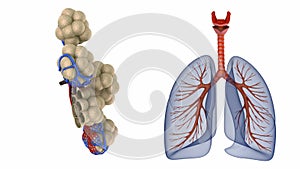 Alveoli in lungs - blood saturating by oxygen