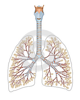 Respiratory system is the network of organs and tissues that help you breathe photo