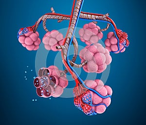 Alveoli : natomy of human respiratory system - blood saturating by oxygen