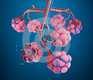 Alveoli : natomy of human respiratory system - blood saturating by oxygen photo