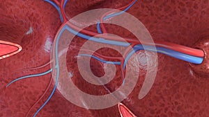 Alveoli section