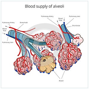 Alveoly vektor ilustrácie 