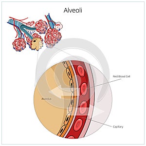 Alveoly vektor ilustrácie 