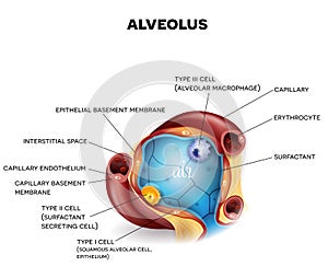 Alveolus closeup anatomy