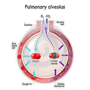 Alveolus Gas Exchange