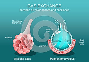 Alveolus Gas exchange