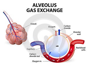 Alveolus. gas exchange photo
