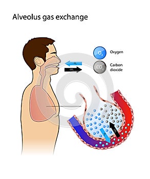 Alveolus. gas exchange. Pulmonary alveolus. alveoli and capillaries in the lungs, anatomy, oxygen and carbon dioxide exchange photo