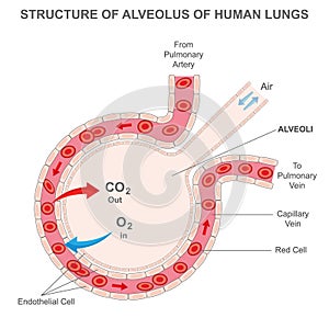 Alveolus of human lungs, Oxygen and carbon dioxide move in alveoli