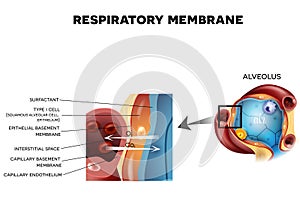 Alveolus and Respiratory membrane photo