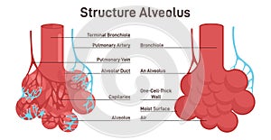 Alveolus structure. Respiratory membrane of alveoli, oxygen and carbon