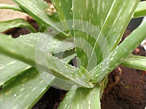 Alvira closeup view from garden