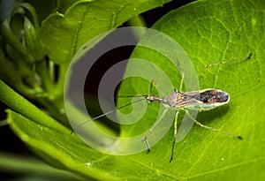 Alydidae insect on a leaf