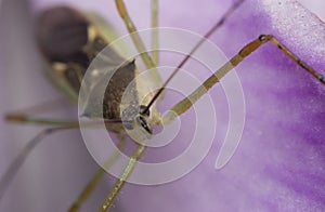 Alydidae macro on a pink flower