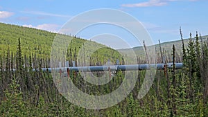 Alyeska Trans Alaska Pipeline Among Tree Tops