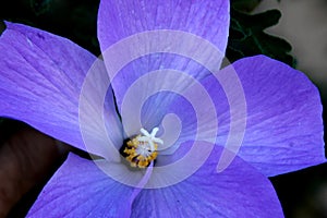 Alyogyne huegelii, Lilac Hibiscus