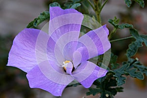 Alyogyne huegelii, Lilac Hibiscus