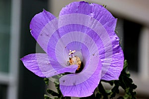 Alyogyne huegelii, Lilac Hibiscus