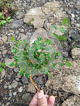 Alysicarpus vaginalis