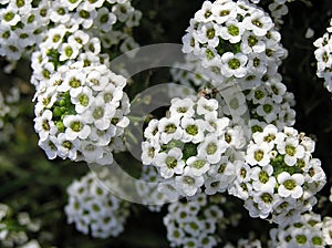 Alyssum
