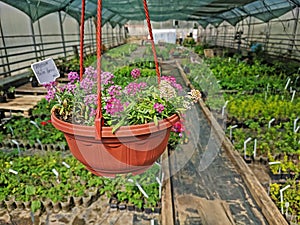 Alyssum in brown pot hanging in the greenhouse