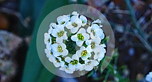 Alyssum on El Vendrell mountain, Tarragona