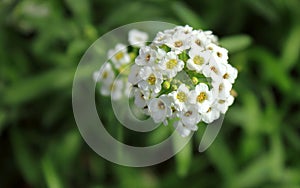 Alyssum flower