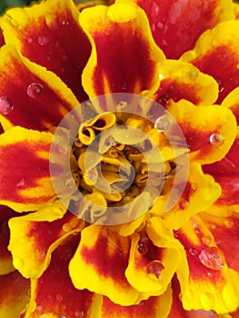 Alyssum flower red and yellow in the garden freshly watered. Flor de tagete color amarillo y rojo, en el jardÃÂ­n. photo