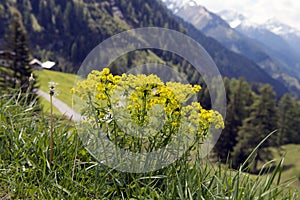 Alyssum - flowering plants in the German Alps