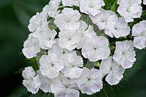 Alyssum flowers are characteristically small and grouped in terminal clusters; they are often yellow or white colored but can be