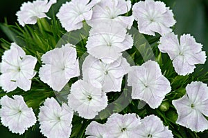 Alyssum flowers are characteristically small and grouped in terminal clusters; they are often yellow or white colored but can be