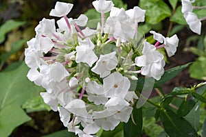 Alyssum flowers are characteristically small and grouped in terminal clusters; they are often yellow or white colored but can be