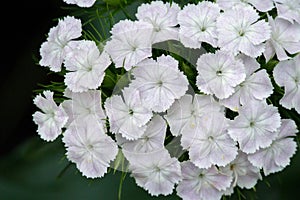 Alyssum flowers are characteristically small and grouped in terminal clusters; they are often yellow or white colored but can be