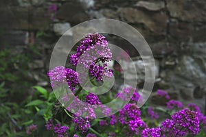 Alyssum plant violet petals color blurred Wall in background photo